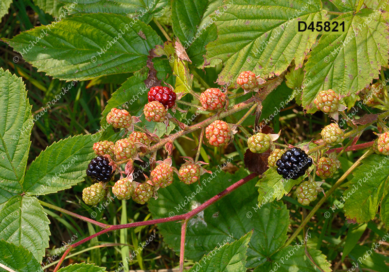 Allegheny Blackberry (Rubus allegheniensis)